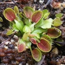 Dionaea muscipula 'Cupped Trap' - Suculentas Dzityá