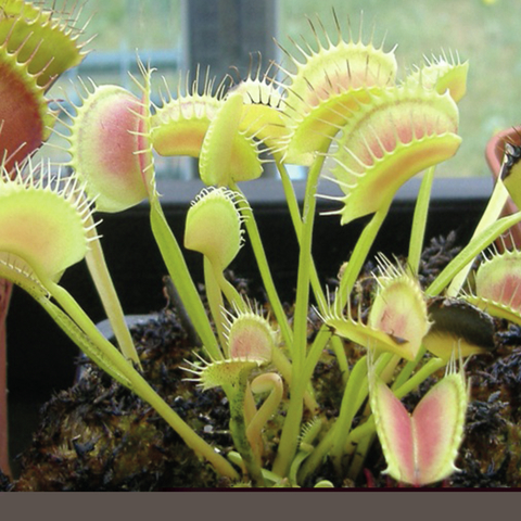 Colección de cultivares de Dionaea