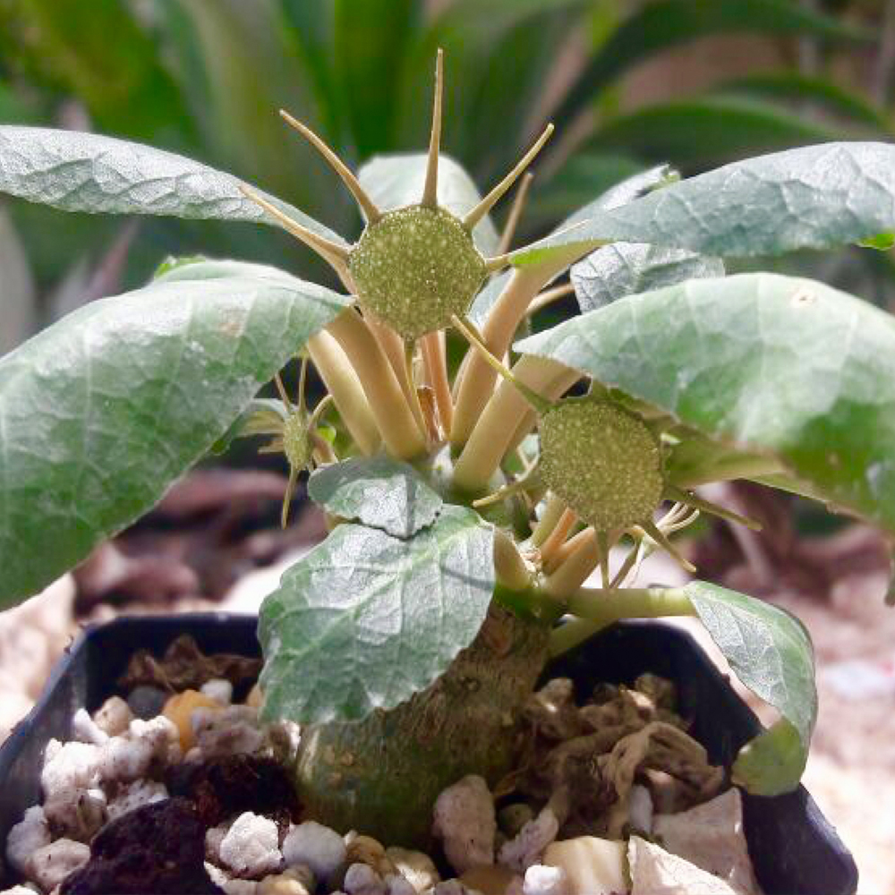 Dorstenia foetida Comprar en Suculentas Dzityá