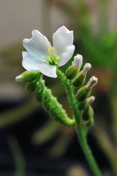 Imagen de Semillas Drosera capensis 'Alba'