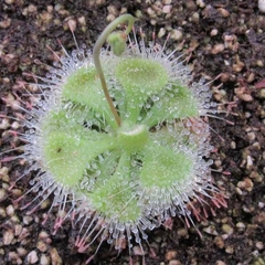 Drosera burmanii - comprar en línea