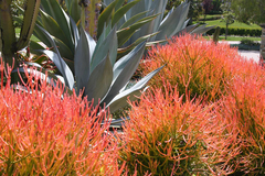 Euphorbia tirucalli 'Firesticks' en internet