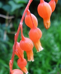 Gasteria bicolor bicolor en internet
