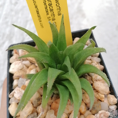 Haworthia cloracantha cloracantha