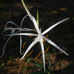 Hymenocallis azteciana