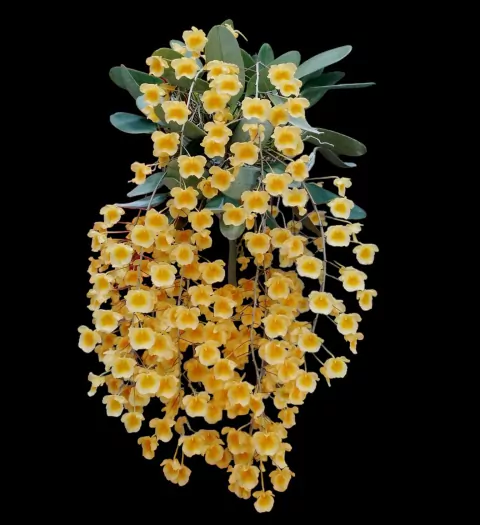 Dendrobium lindleyii (Genotipo de altura)