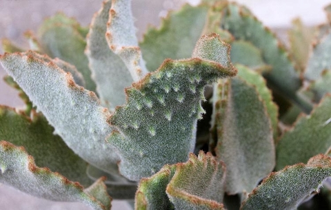 Kalanchoe beharensis 'Fang'