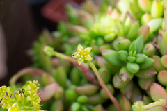 Lenophyllum acutifolium en internet