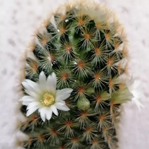 Mammillaria schiedeana (El Potrero, SLP)