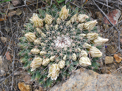Mammillaria meiacantha en internet