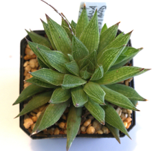Haworthia marumiana en internet