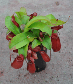 Nepenthes 'Bloody Mary' (Grande) - comprar en línea