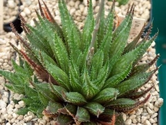 Haworthia petrophila - comprar en línea