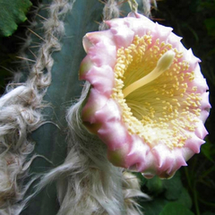 Pilosocereus leucocephalus