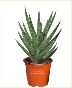 Sansevieria francisii en internet