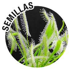 Semillas Drosera capensis 'Alba'