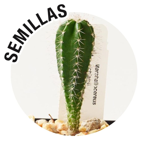 Semillas Marshallocereus eichlamii