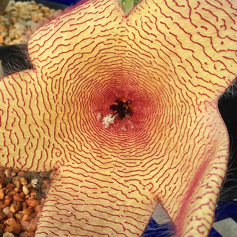Stapelia gigantea (10 esquejes)