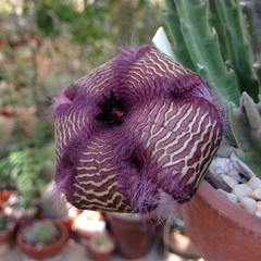 Stapelia hirsuta - comprar en línea