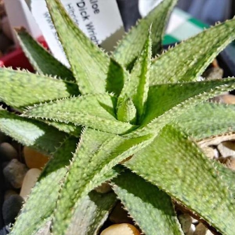 Surtido de Aloes