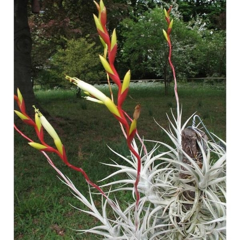 Tillandsia albida