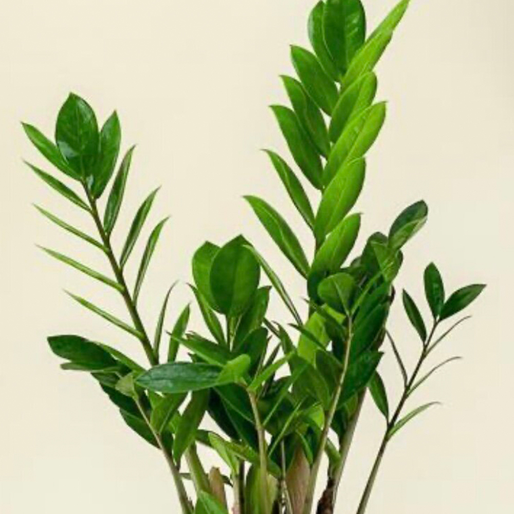 Zamioculcas zamiifolia - Comprar en Suculentas Dzityá
