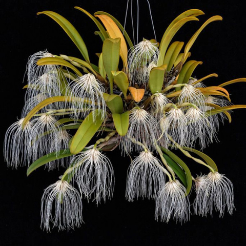 Bulbophyllum Medusae [SEMI ADULTA] - Nilton Orquídeas