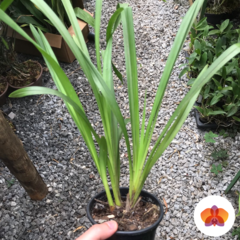Cymbidium Kiwi Baron [PRE ADULTO] - Nilton Orquídeas