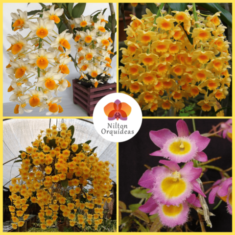 Ludisia [MUDA] - Comprar em Nilton Orquídeas