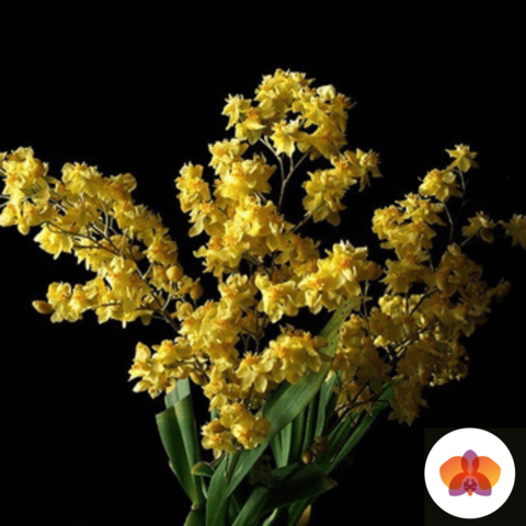 Oncidium Twinkle Amarelo [ADULTO] - Nilton Orquídeas