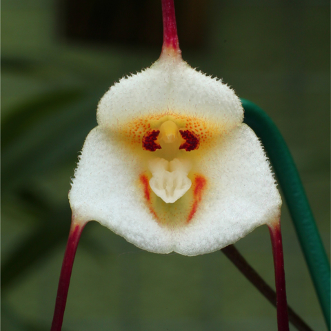 Nilton Orquídeas