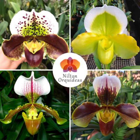 Nilton Orquídeas