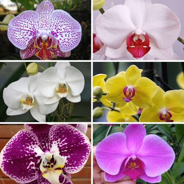 Kit 6 Phalaenopsis [PRÉ ADULTO] - Nilton Orquídeas