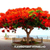 Kit Árvores Ornamentais - 150 sementes - loja online