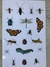 Stickers insectos 