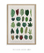 Quadro Decorativo Botânica 1 - Macchiato - Loja Online de Quadros Decorativos e Papelaria