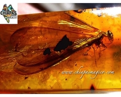 Ámbar Amarillo con Insectos #031