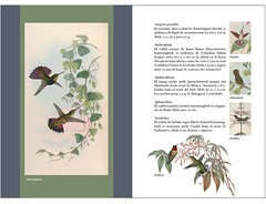 Guía de picaflores y colibríes -Eric Le Comte - comprar online