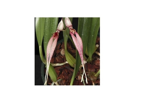 Peristeria elata (Orquídea Pomba ou Espirito Santo)