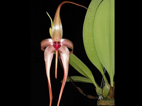 Peristeria elata (Orquídea Pomba ou Espirito Santo)