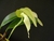 Bulbophyllum micholitzii   Tamanho: Adulta