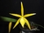 Brassavola perrinii x Cattleya aurantiaca (Sunny Delight) - comprar online