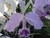 Cattleya labiata v. cerulia x self