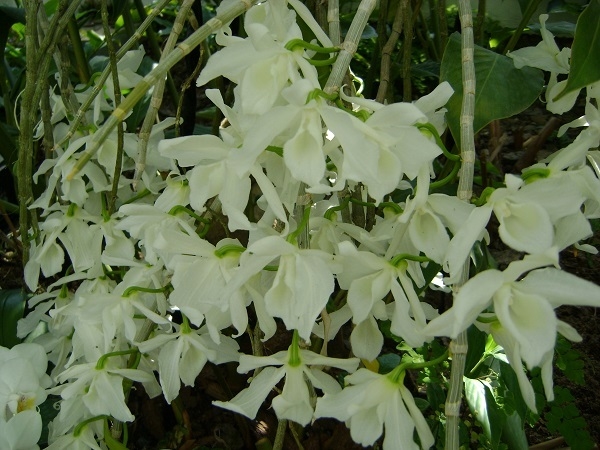 Dendrobium anosmum v. alba x self