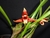 Maxillaria tenuifolia Tamanho: Adulta.
