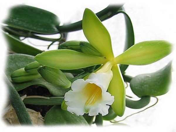 Vanilla Orquídea BAUNILHA - Orquidário Paulista