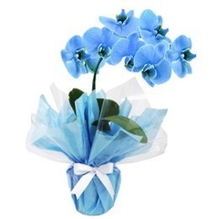 Vaso Plantado de orquidea- azul