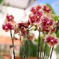 Arranjo de mini orquídeas - Comprar em Marina Flores