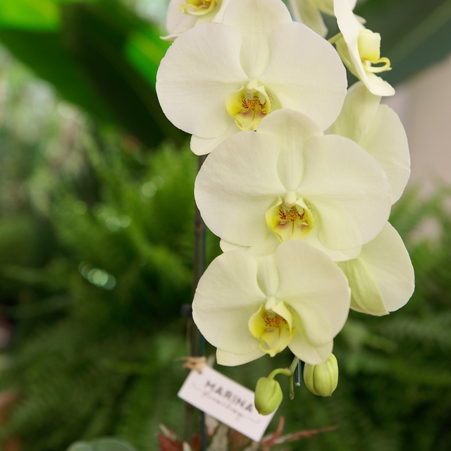 Orquídea Phaleanopsis - Comprar em Marina Flores
