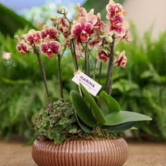 Arranjo de mini orquídeas - Comprar em Marina Flores